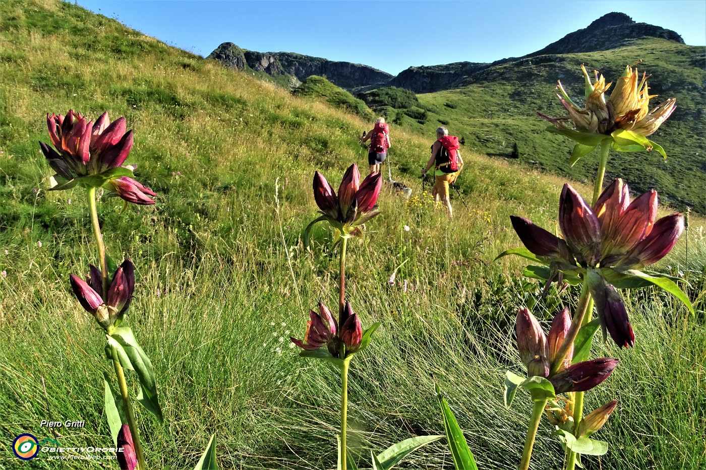 13 Genziana porporina (Gentiana purpurea).JPG